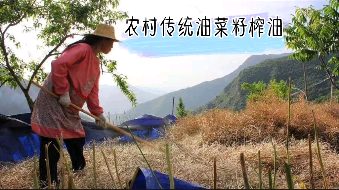 沿用30年的传统烧柴方法压榨菜籽油,十里飘香很纯正,你见过吗