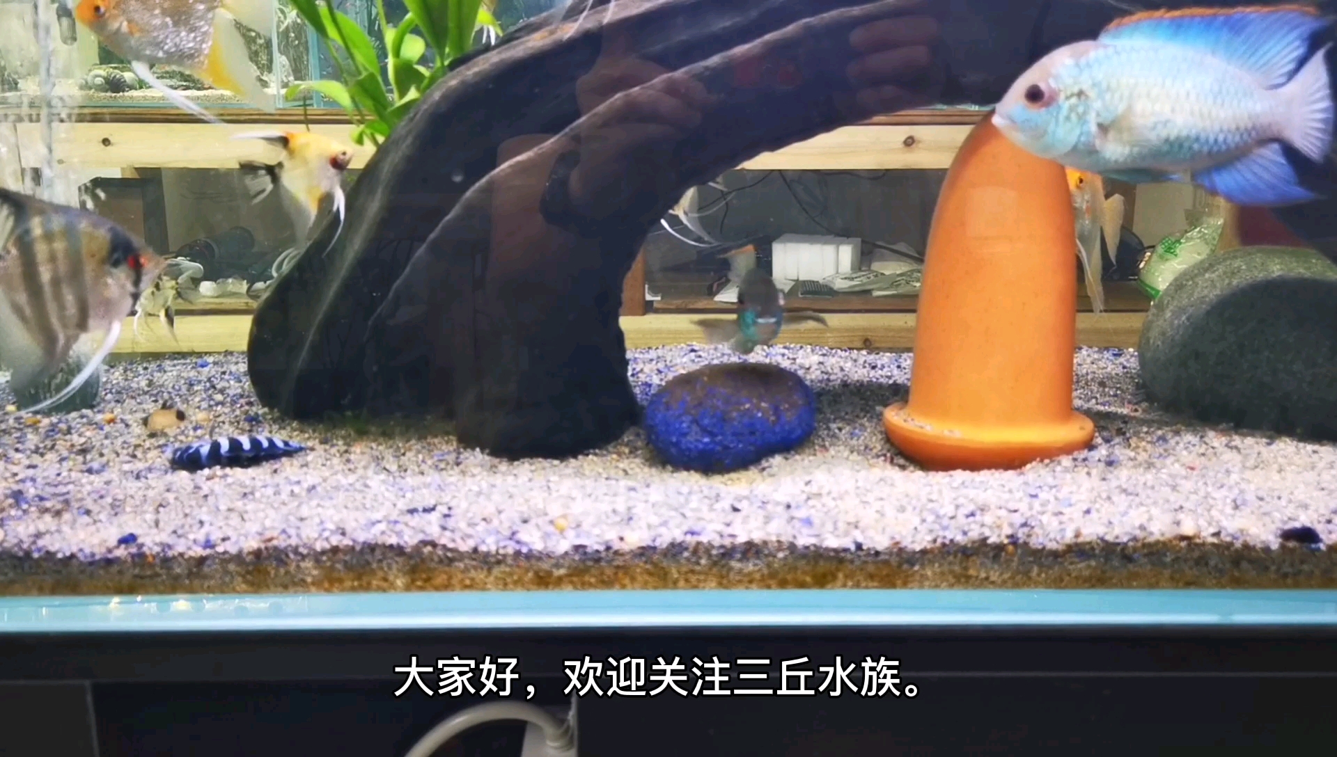 给大家介绍一下翡翠凤凰鱼,它产卵后攻击性很强,手伸进去都被咬