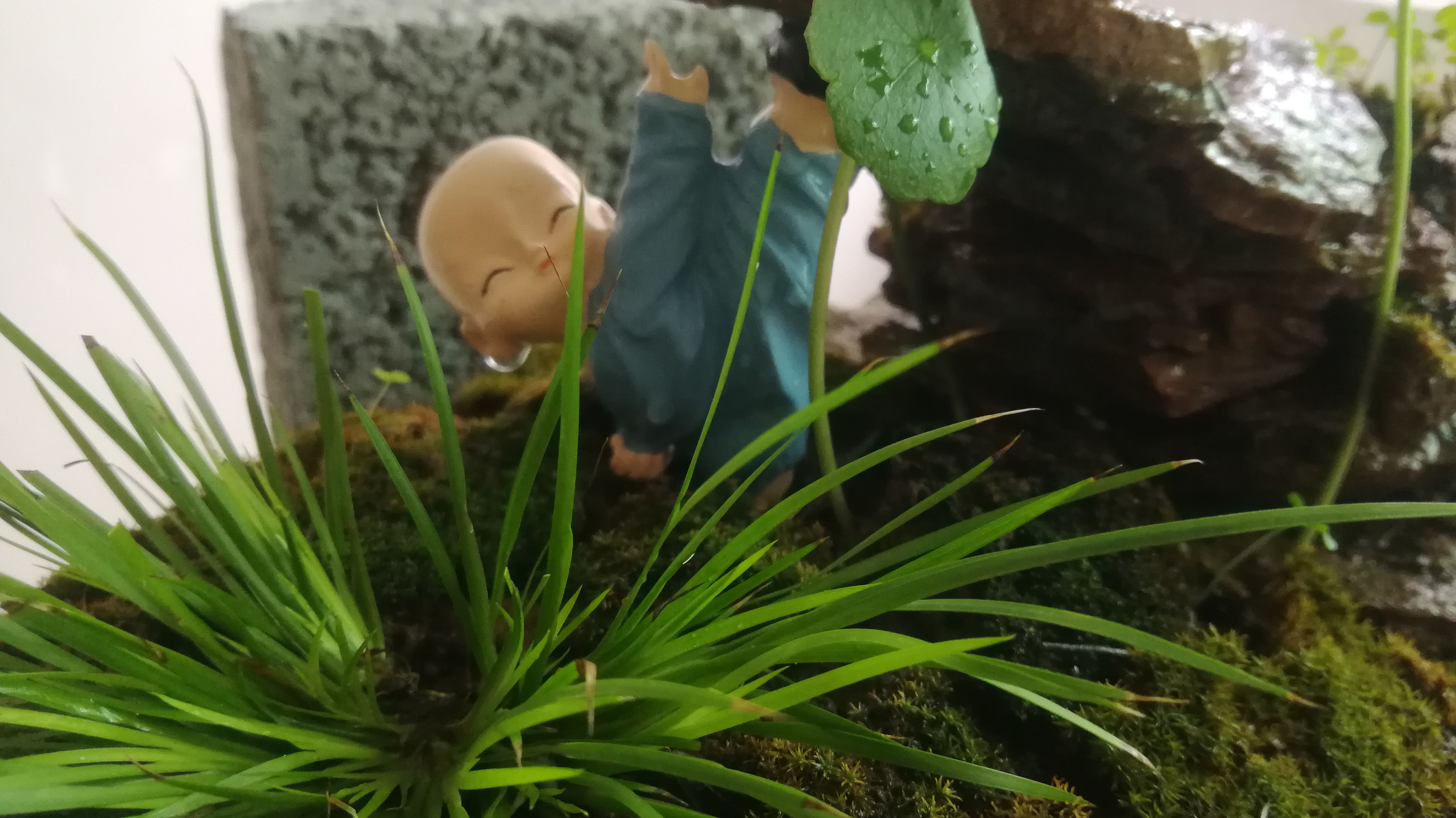 菖蒲大致可分为六种,一度有些品种过万,看完这些是不是也想养