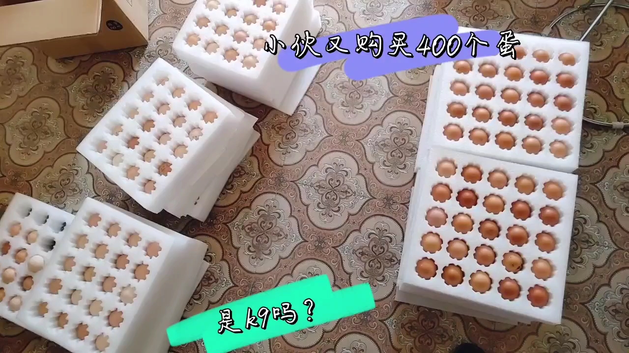 00后在家创业小伙又购买400个鸡蛋,准备继续孵化 能赚钱吗?
