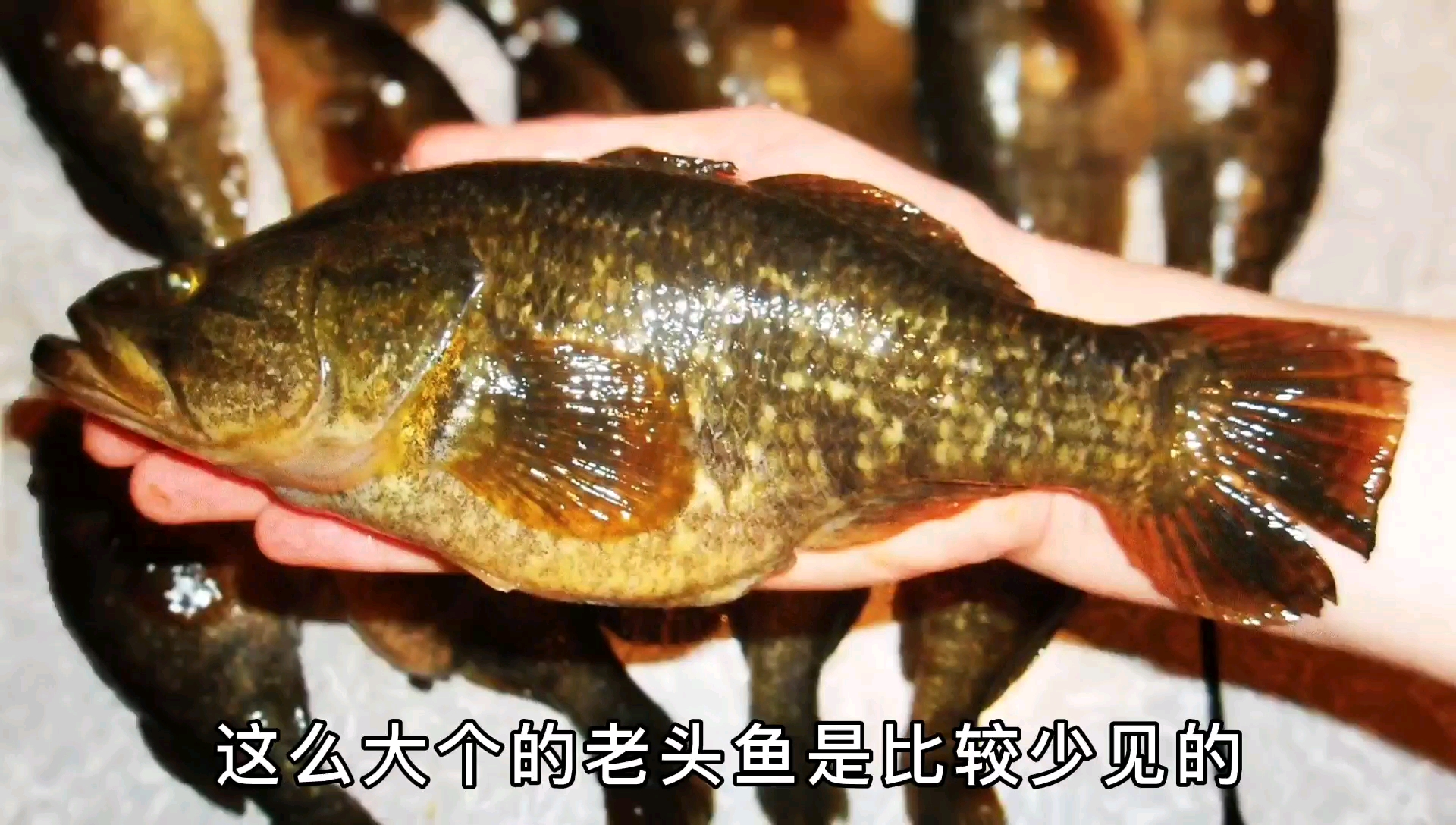 东北老头鱼——真好吃!但有忌讳,不让吃鱼头!谁知道为什么?