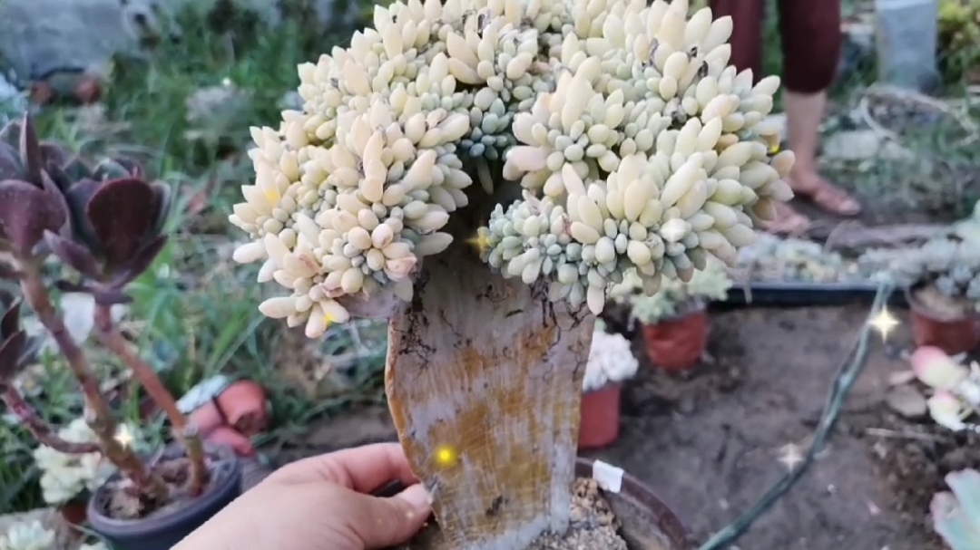临沂多肉基地—欣赏三年左右的老桩