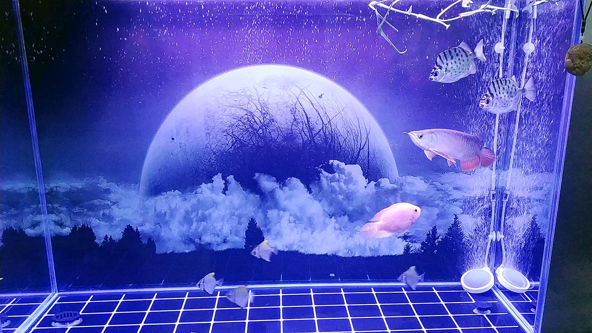 龙鱼混养,海水鱼