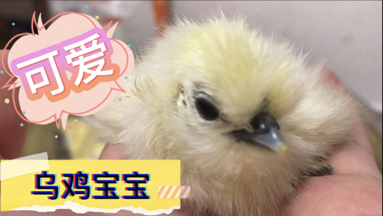 历经20天乌鸡宝宝终于出壳啦,全身黑不溜秋的也是很可爱呀