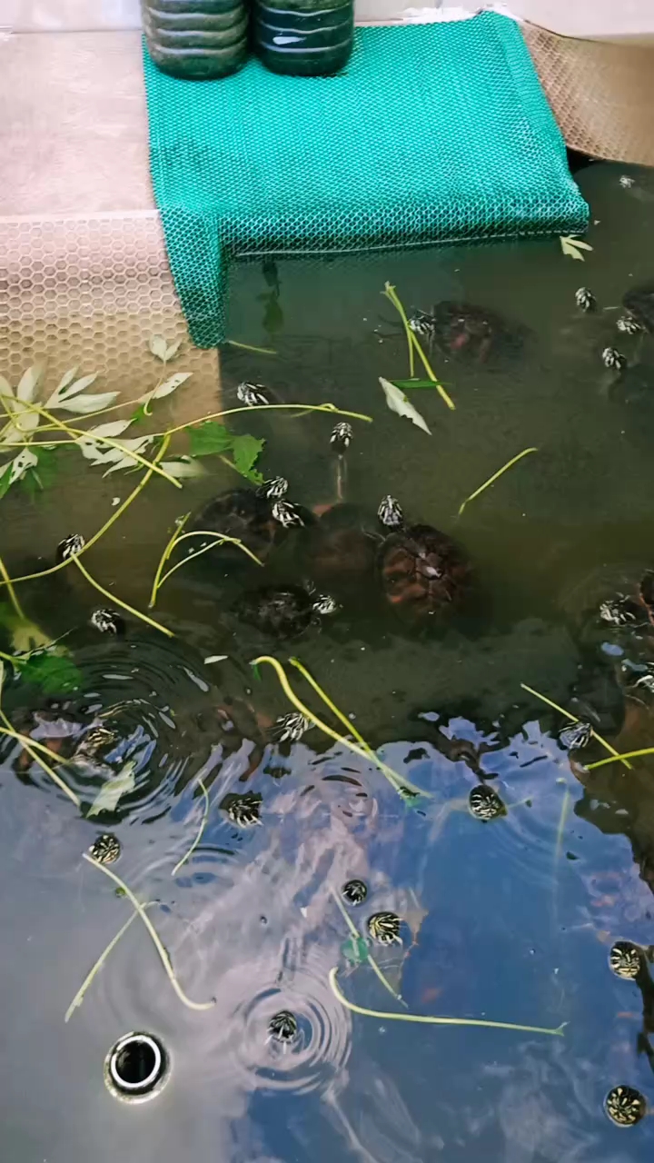 火焰龟的饿龟传说,青菜叶收割机,厉害不厉害!