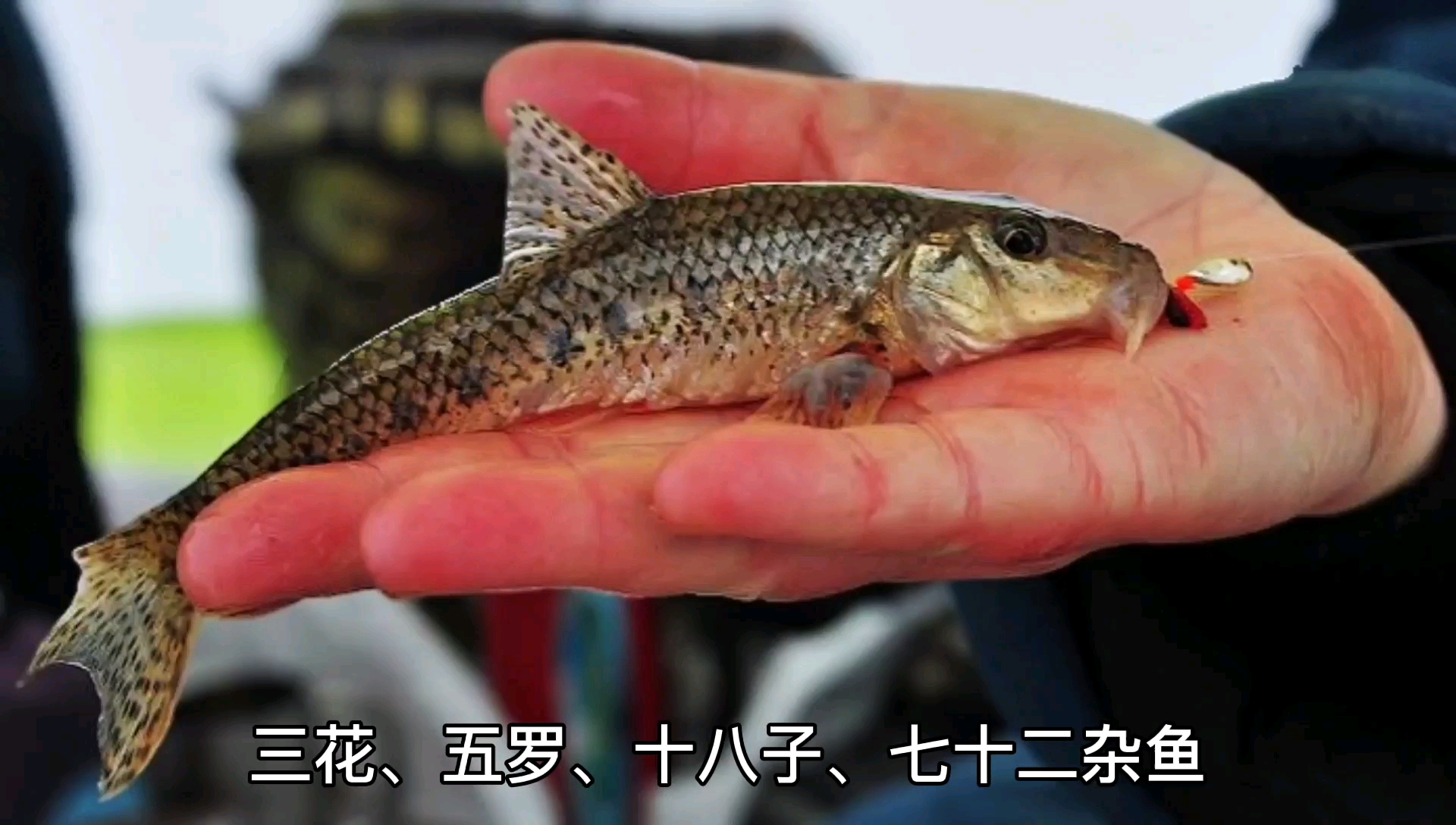 东北船钉子鱼——小鱼不大!但肉厚、刺少,各种做法都好吃!