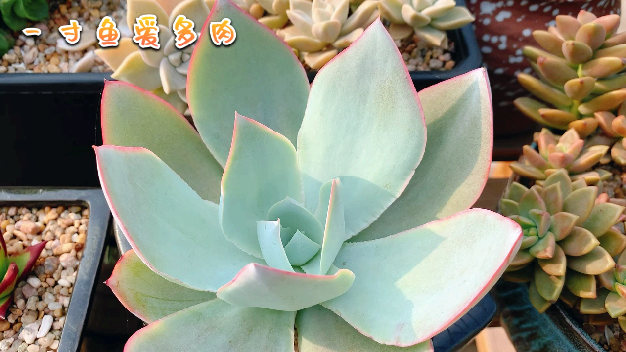 有多大空间就长多大的多肉,这次干脆一步种到位,看看到底长多大