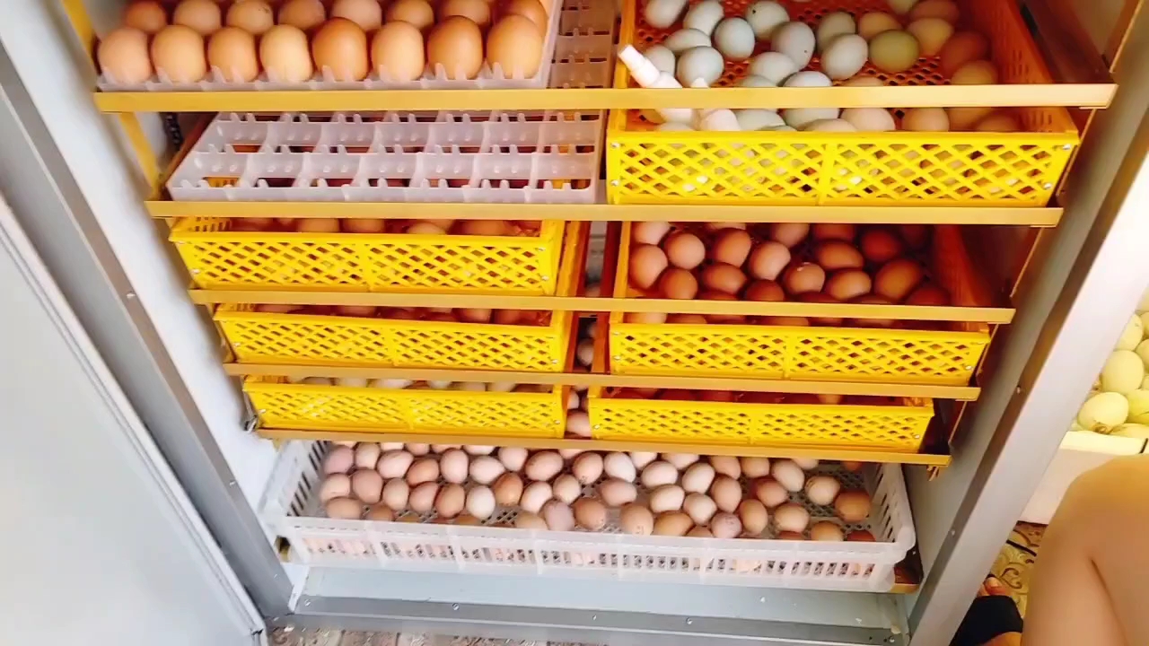 小伙自己孵化的鸡蛋 已经孵化了18天了 等待出壳 小鹅出壳了好大