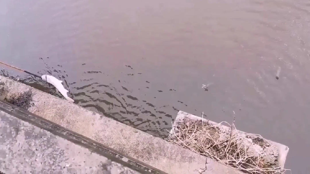 最近河里出现大量死鱼!有人捞起一米多的管枪鱼,到底怎么回事