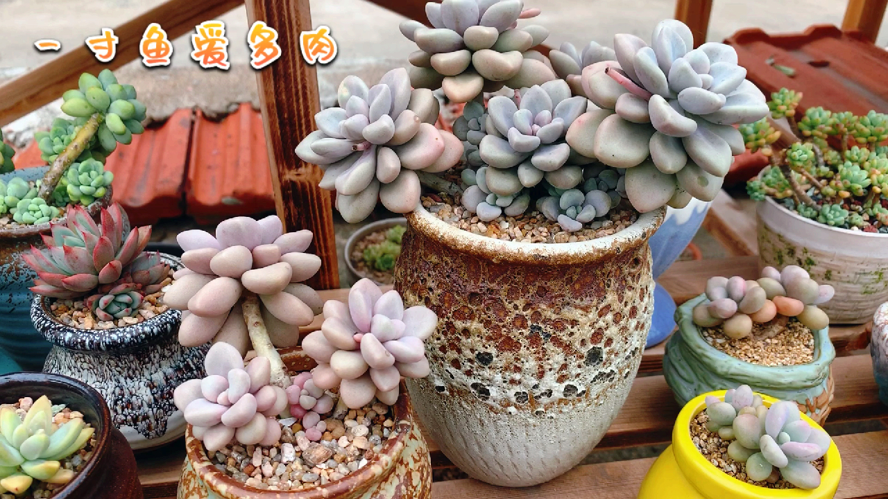 养多肉到底大盆好,还是小盆好?夏天大小盆竟然区别这么大!