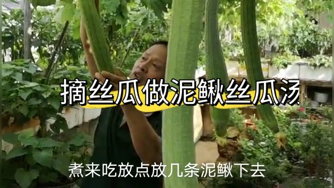 阳台上的丝瓜长大了,老张去摘丝瓜,中午准备做丝瓜泥鳅汤