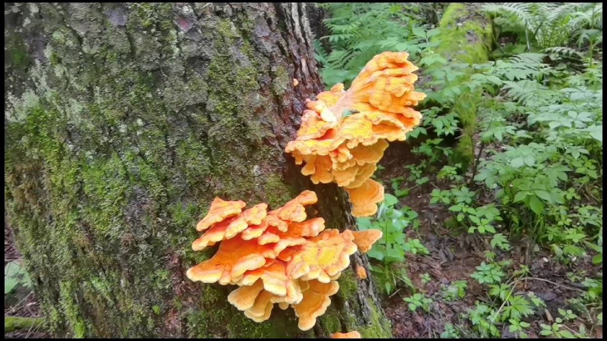 林区跑山采到鸡冠蘑,太漂亮都不舍得采了,狠心采回家加餐吧