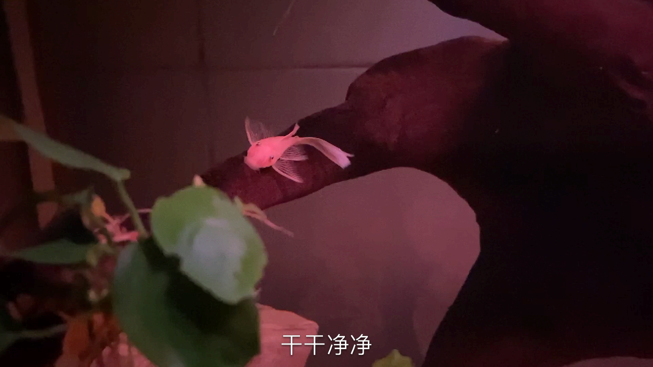 蓝眼黄金大帆鱼,好看又能干,你的鱼缸里有养这种鱼吗??