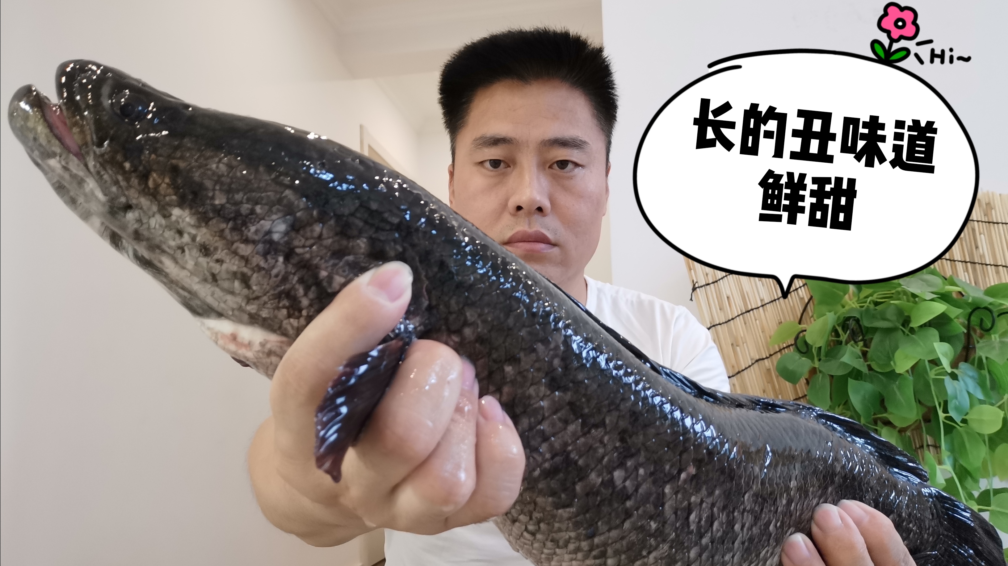 116元买一条大黑鱼煲一锅直接吃到撑,长的吓人肉质紧实味道鲜甜