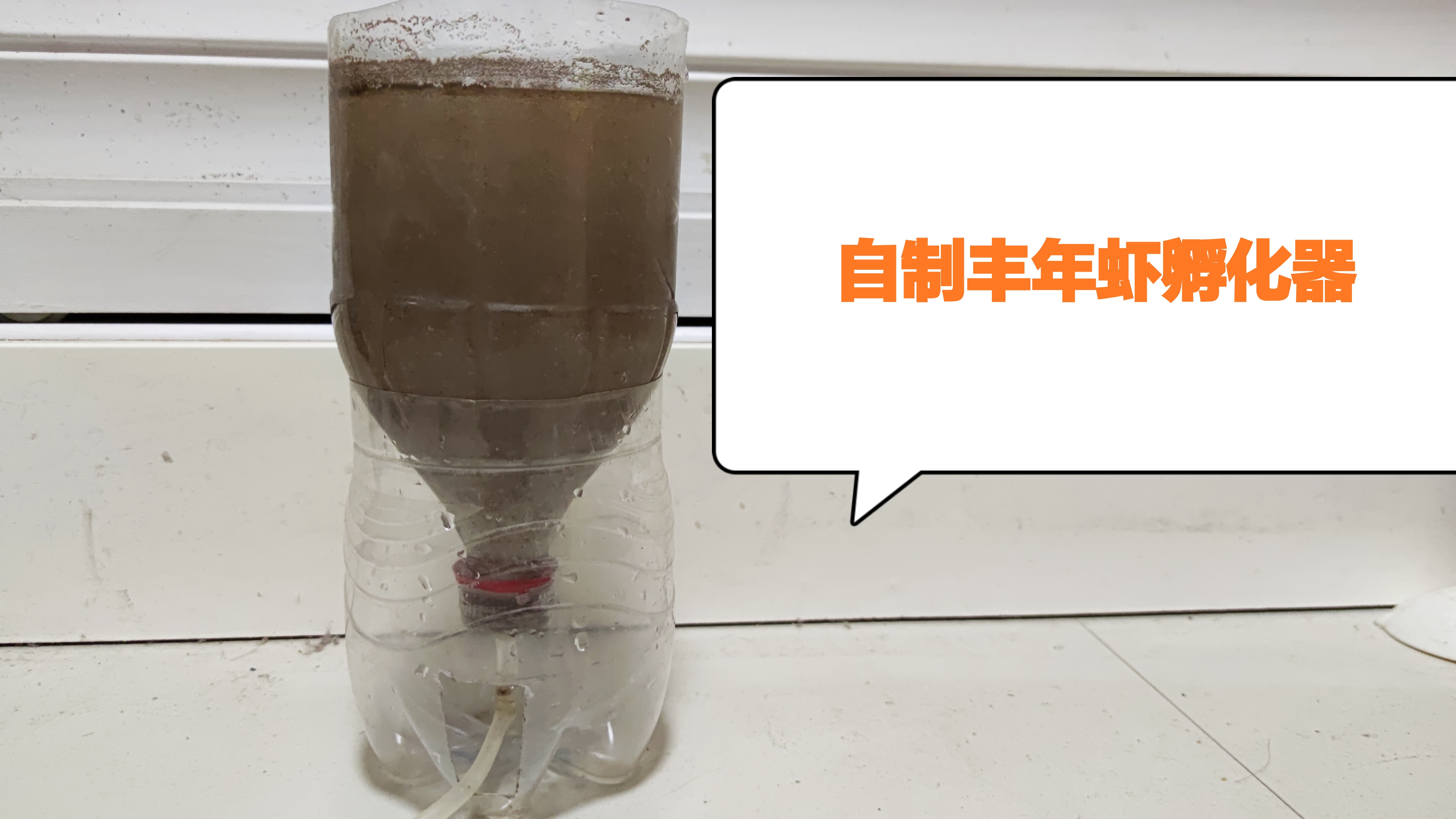 小鱼就要起飞,自制丰年虾孵化器,让小鱼们顿顿有肉吃