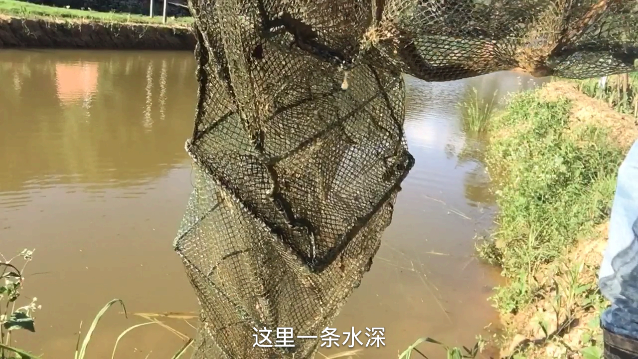 大叔收地笼,收上一条水蛇和一条七星鱼,没收到黑鱼,继续放