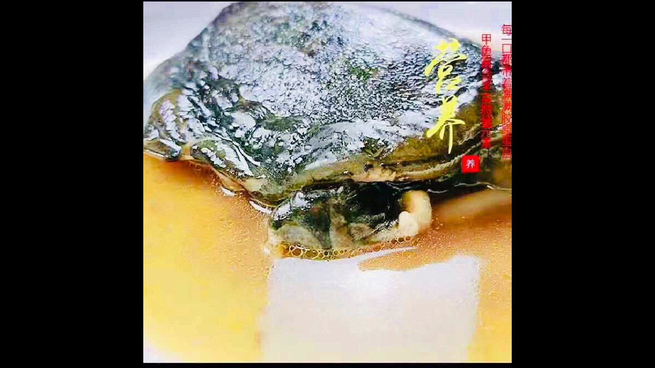 即食甲鱼滋补佳品