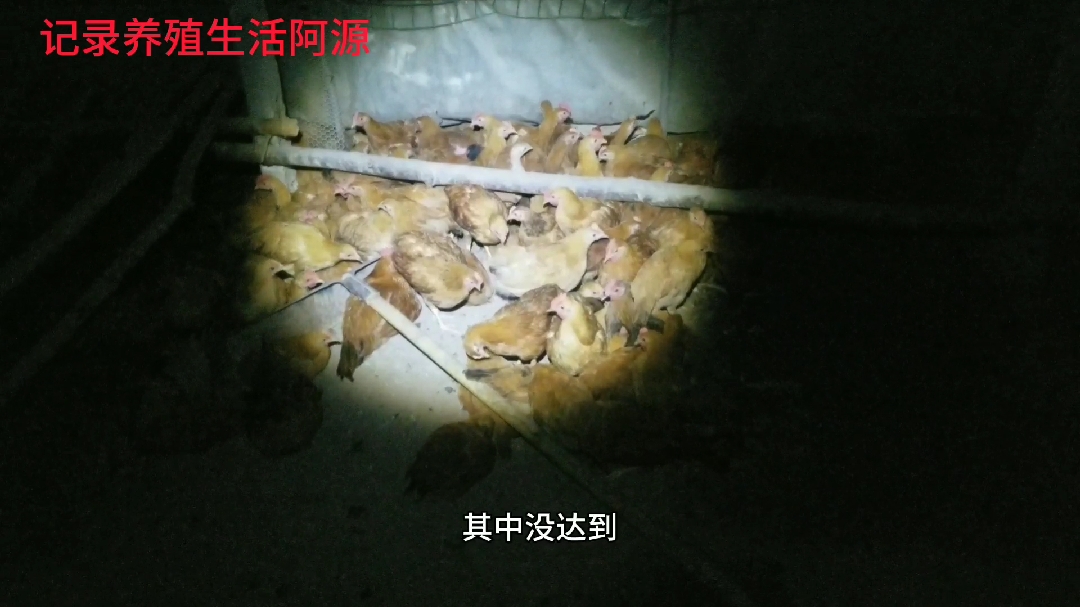 啊源养殖,一百多只鸡咳嗽多日,不喂药选择打针听我跟你讲为什么