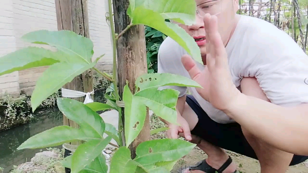 别再浪费钱了,现在才知道百香果的真正种植方法,蔬菜种植不愁了