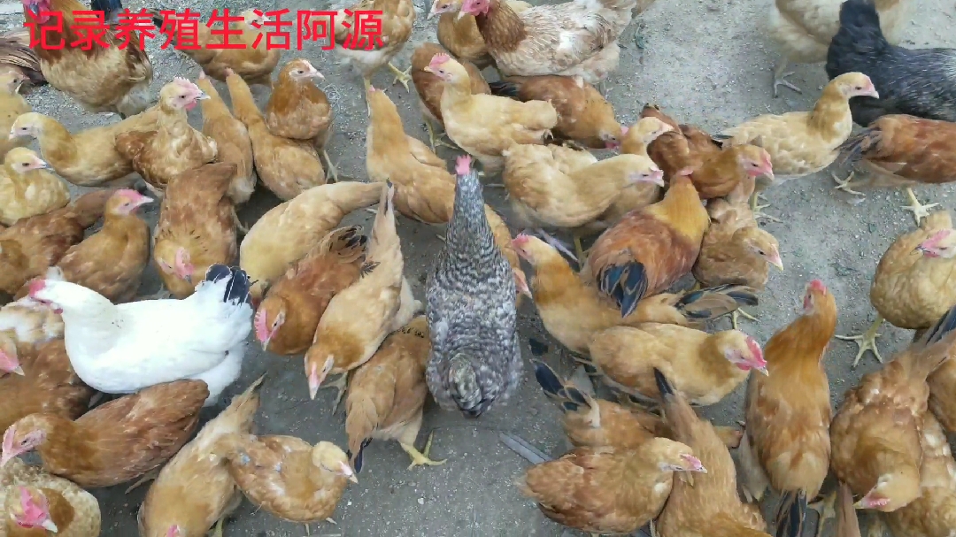 阿源养殖,有网友说我的鸡得了禽流感,我觉得不是大家来看看是不