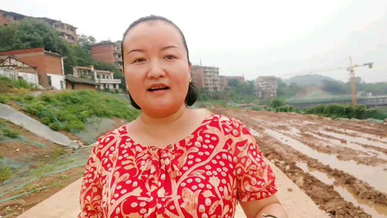 脚踝扭伤了,婆婆都是用这种草药捣碎,敷于患处,有奇效。