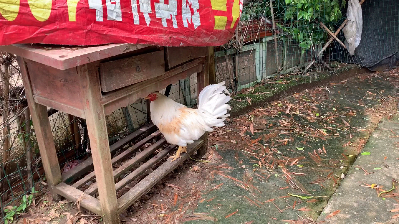 1000块钱一只的鸡苗,连养殖户都不知道是什么品种
