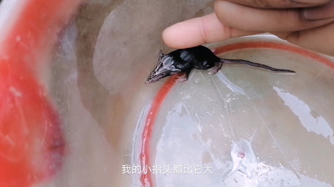 小伙野外发现奇葩小老鼠,小到能让你尖叫,太不可思议了