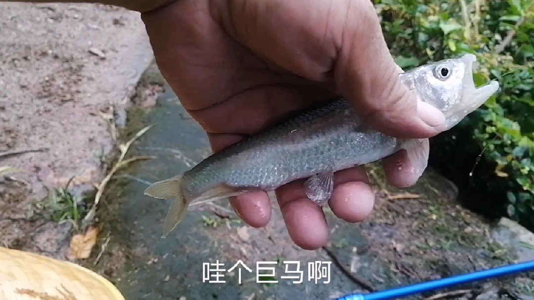 大雨天野钓花絮:白条纷飞到鲫鱼连杆,大马口送礼、红鲤鱼捣蛋!