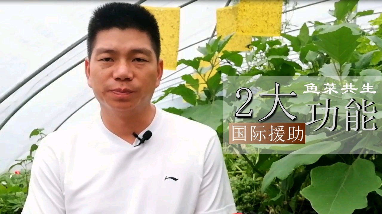 鱼菜具有两大功能,国际上常这样做,成熟的鱼菜对人类越来越重要