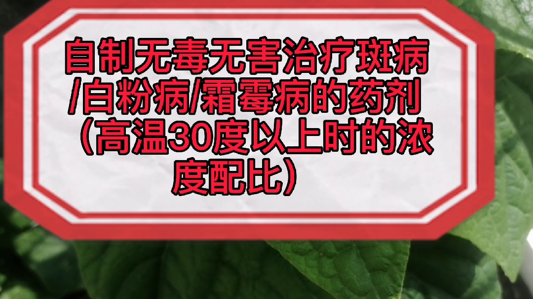 自制无毒无害治疗斑病/白粉病/霜霉病的药剂后黄瓜苗焕发了青春