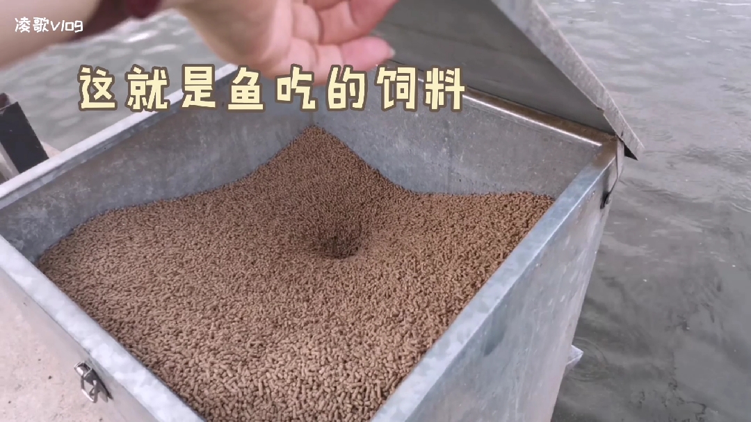 原来鱼塘是这么喂鱼的,鱼儿多却钓不起来,是怎么回事呢