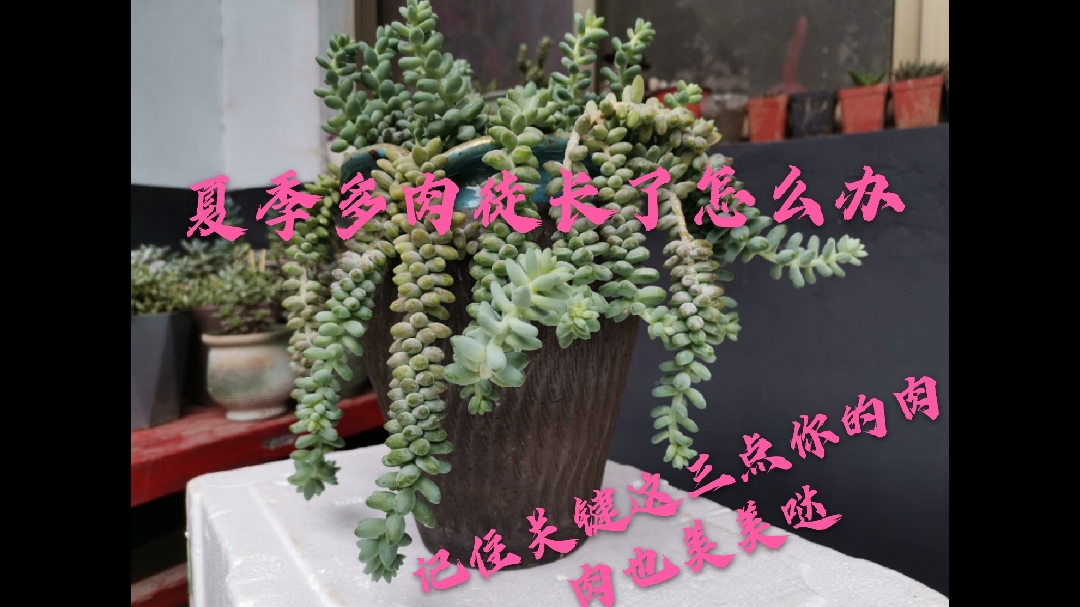 夏季多肉徒长了怎么办?记住这三点这个夏天你的肉肉也美美哒