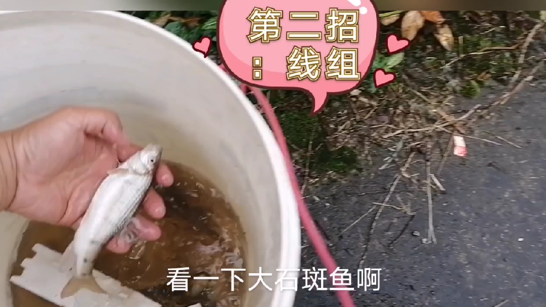 大溪石斑鱼不好钓?看完这个视频,你也将成为溪流钓的大师!