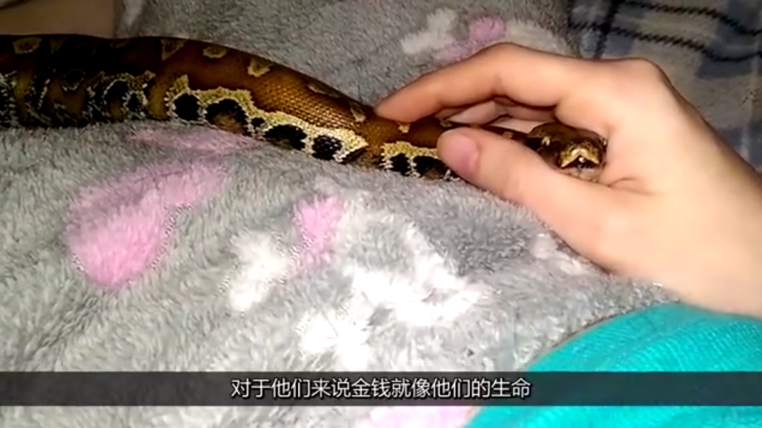 快看看哪3个生肖虽然腰缠万贯,却非常吝啬,是铁公鸡一毛不拔!
