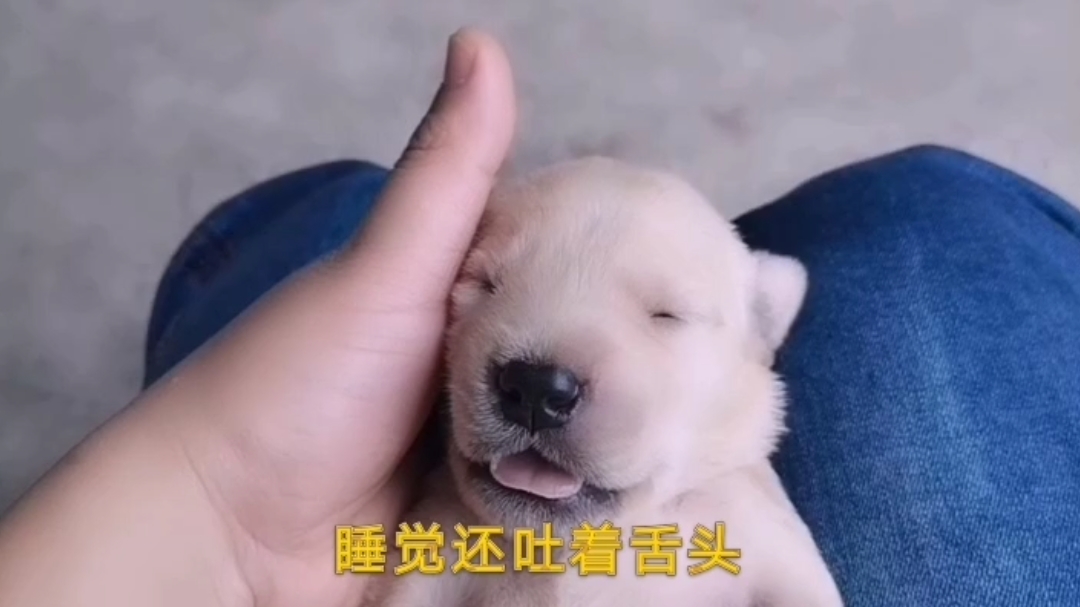 今天做的银鱼汤,吃过饭去看狗宝宝已经快要睁眼睛了,好可爱!
