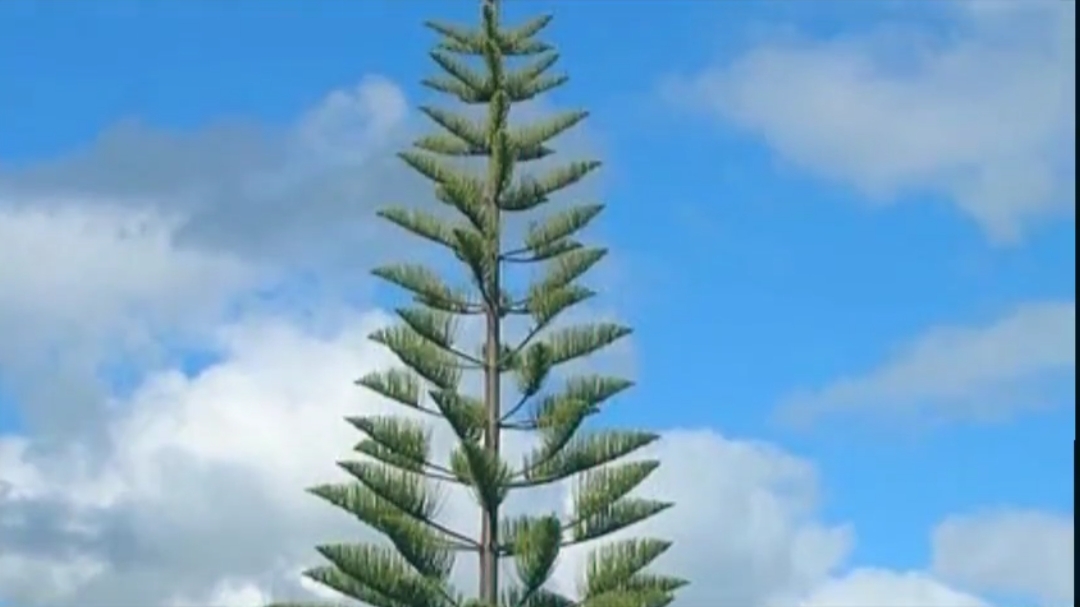 在海南儋州国家农业科技园,看到了传说中的炸弹树和面包树