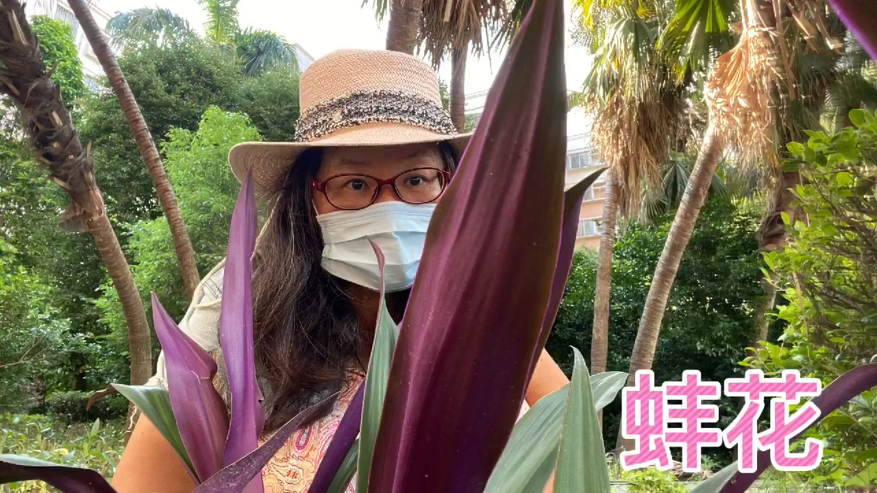 蚌花,也叫紫背万年青,有趣的植物,你们喜欢它吗?