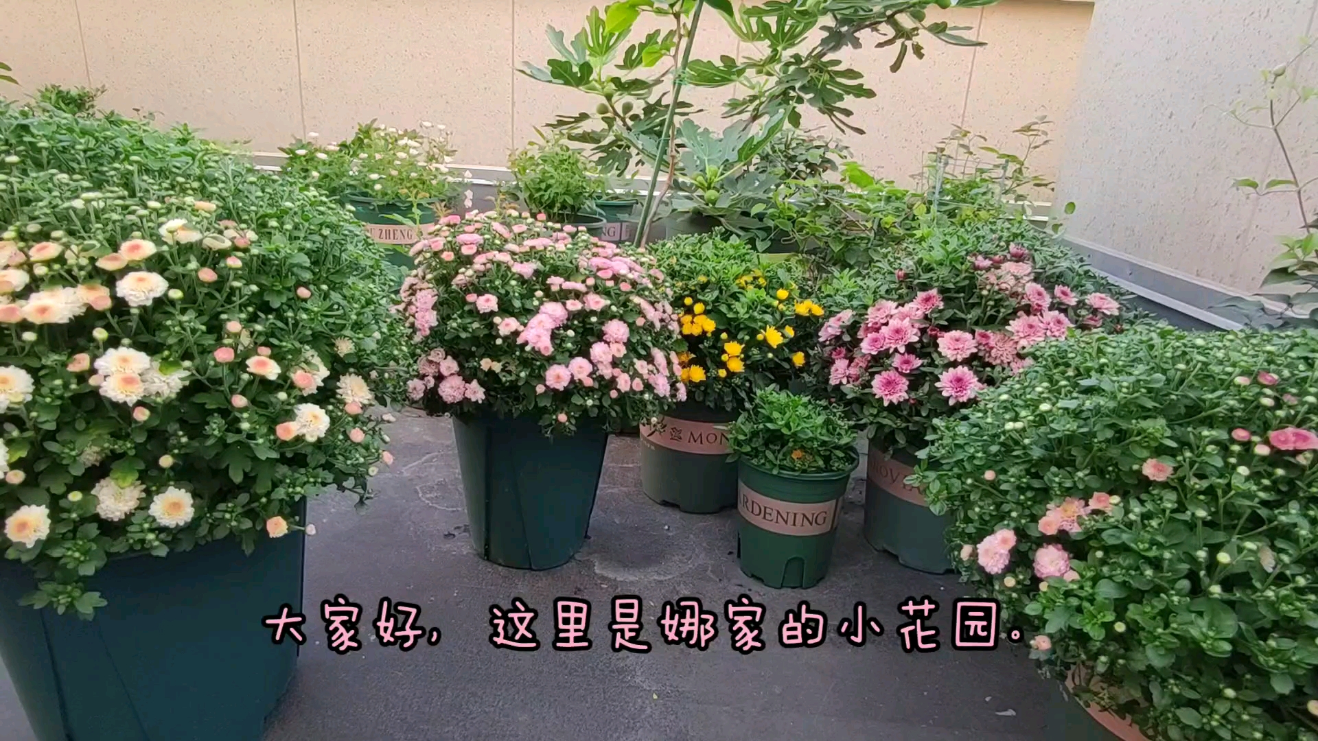 你们一直关心的月季背景花卉——球菊,千头菊的视频来了