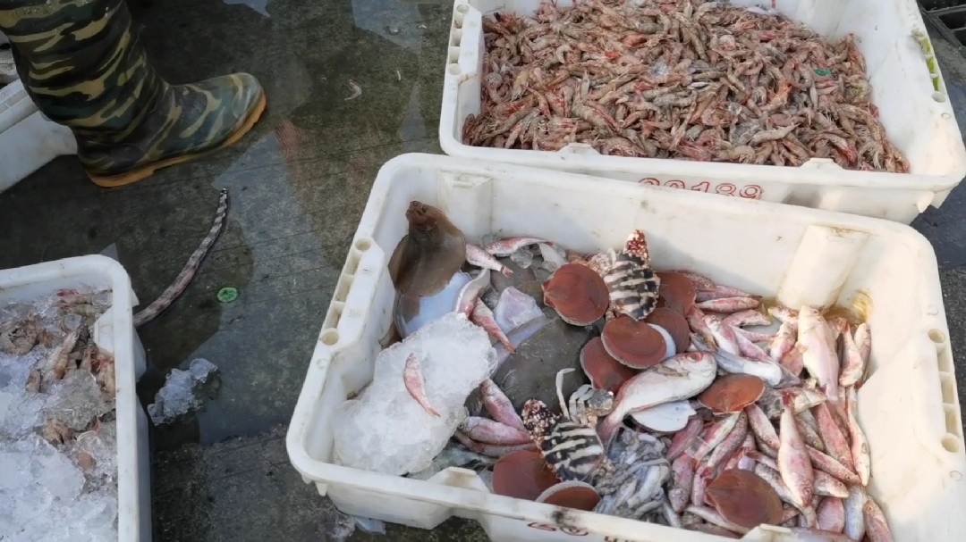 便宜!文昌清澜港环球码头海鲜品种多,便宜大海虾45,比目鱼20