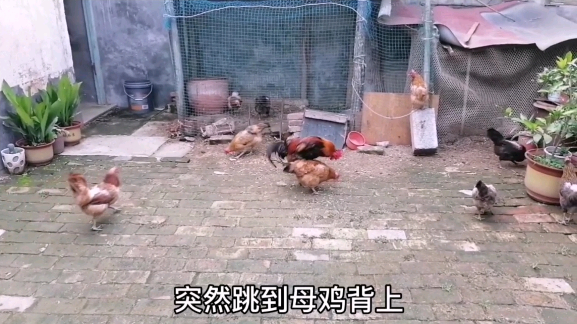 红公鸡走到母鸡身后,突然跳到母鸡背上,欺负母鸡,母鸡防不胜防