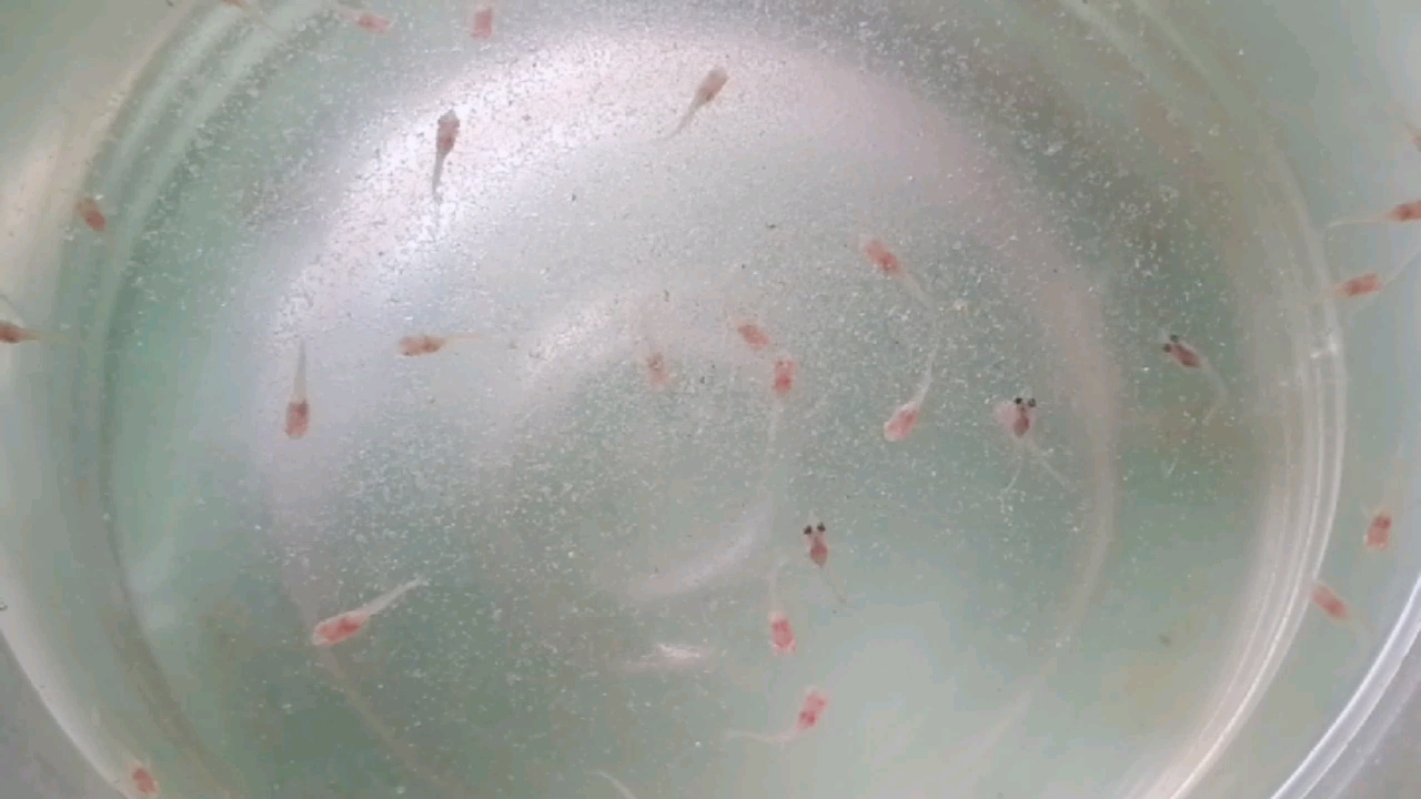如何喂养繁殖照顾换水孔雀鱼苗幼崽后代