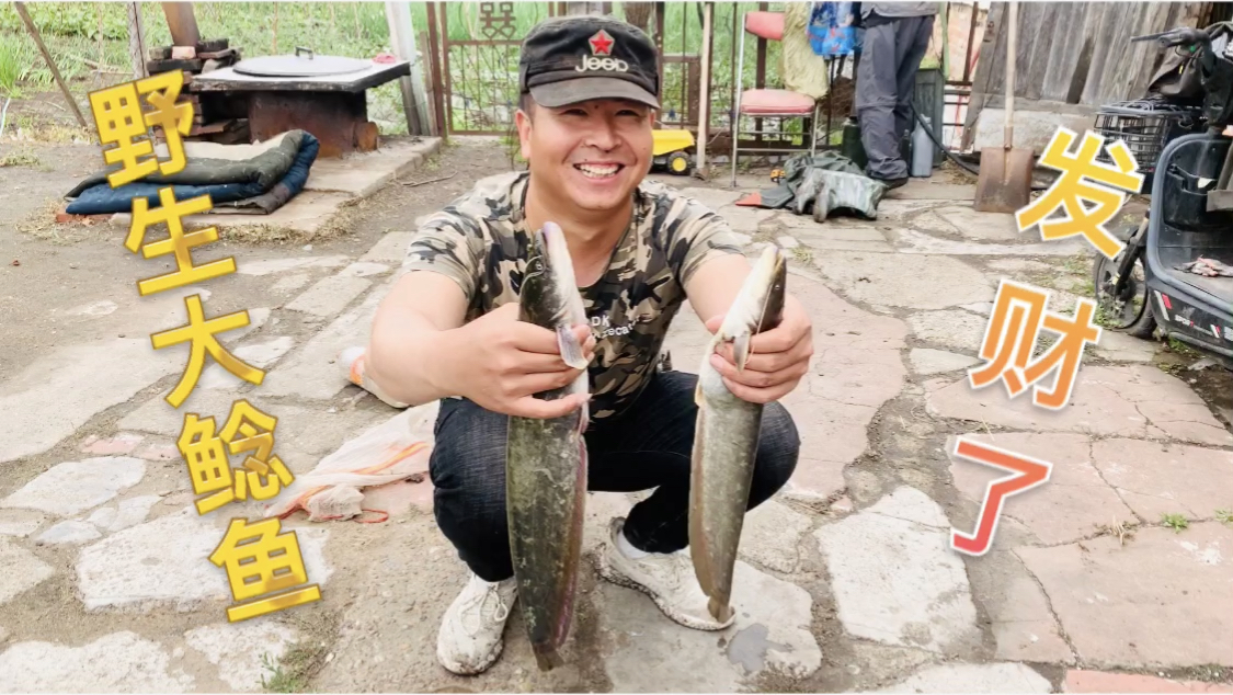 黑龙江爷俩用地笼捕鱼,下一天网收获10斤大鲶鱼,发财了。