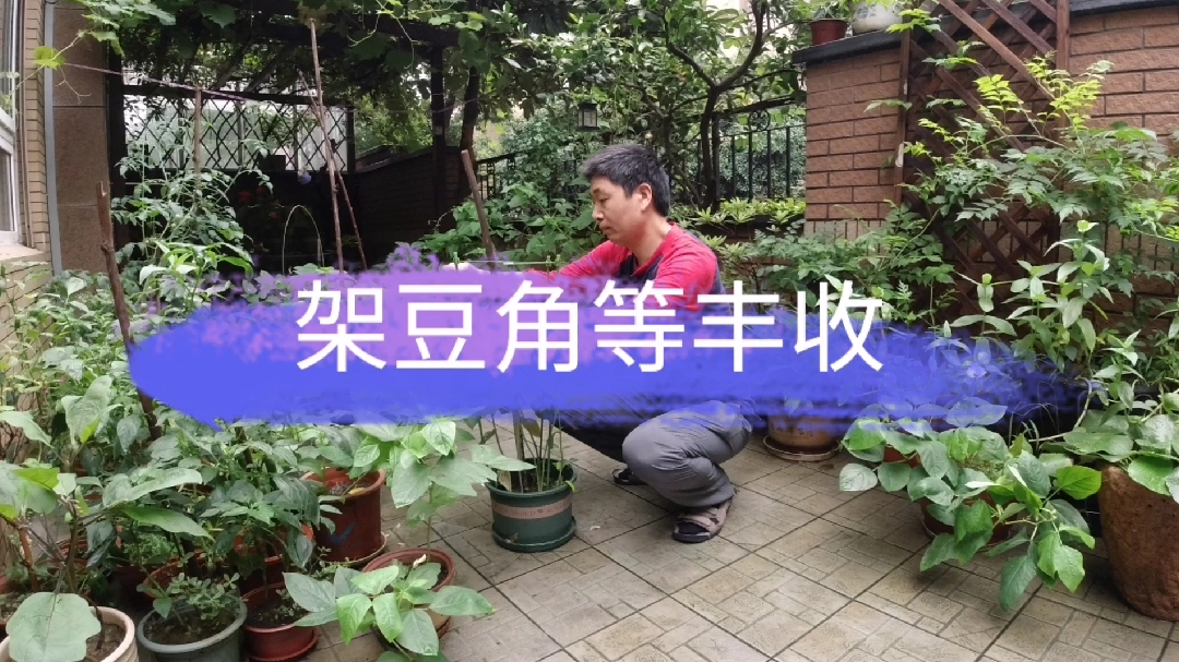 自己种了10盆豆角,长势喜人,给它搭个架子,坐等有机蔬菜上桌!