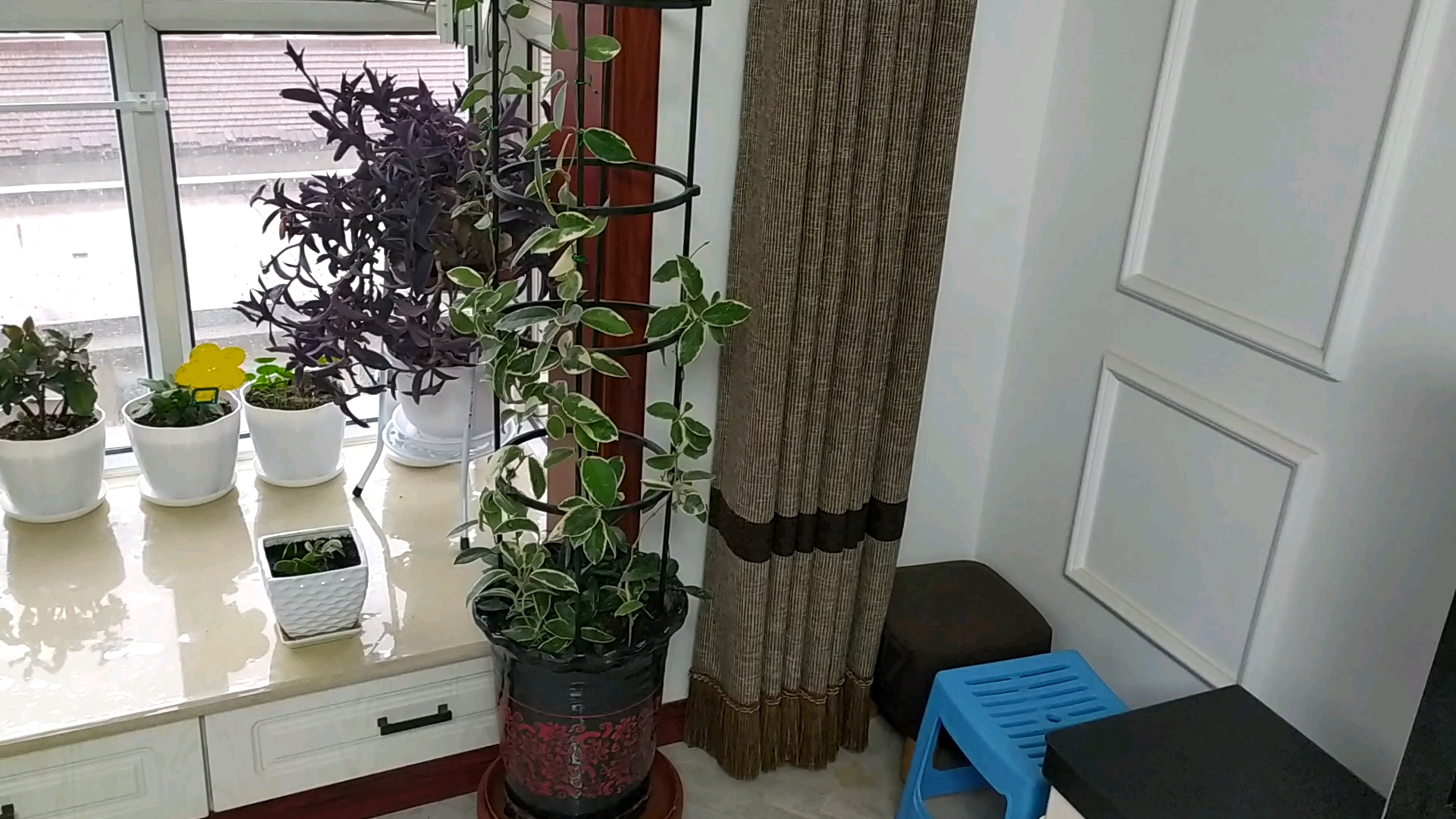 如果你喜欢爬藤植物,彩叶球兰花是不错的选择!