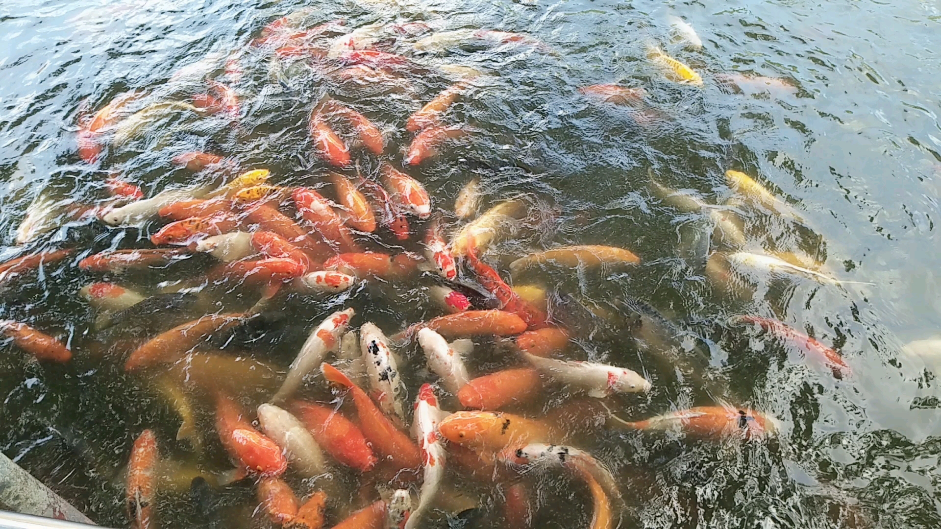 一群鲤鱼等待游人来投食物