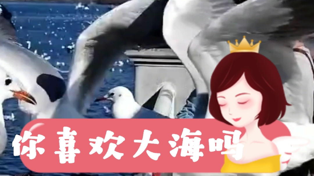 蓝色的大海,可爱海鸥～大海边
