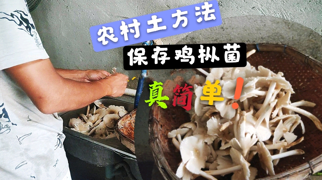 鸡枞菌得太多怎么保存?学着农村小伙这样做,放上一个星期不会坏