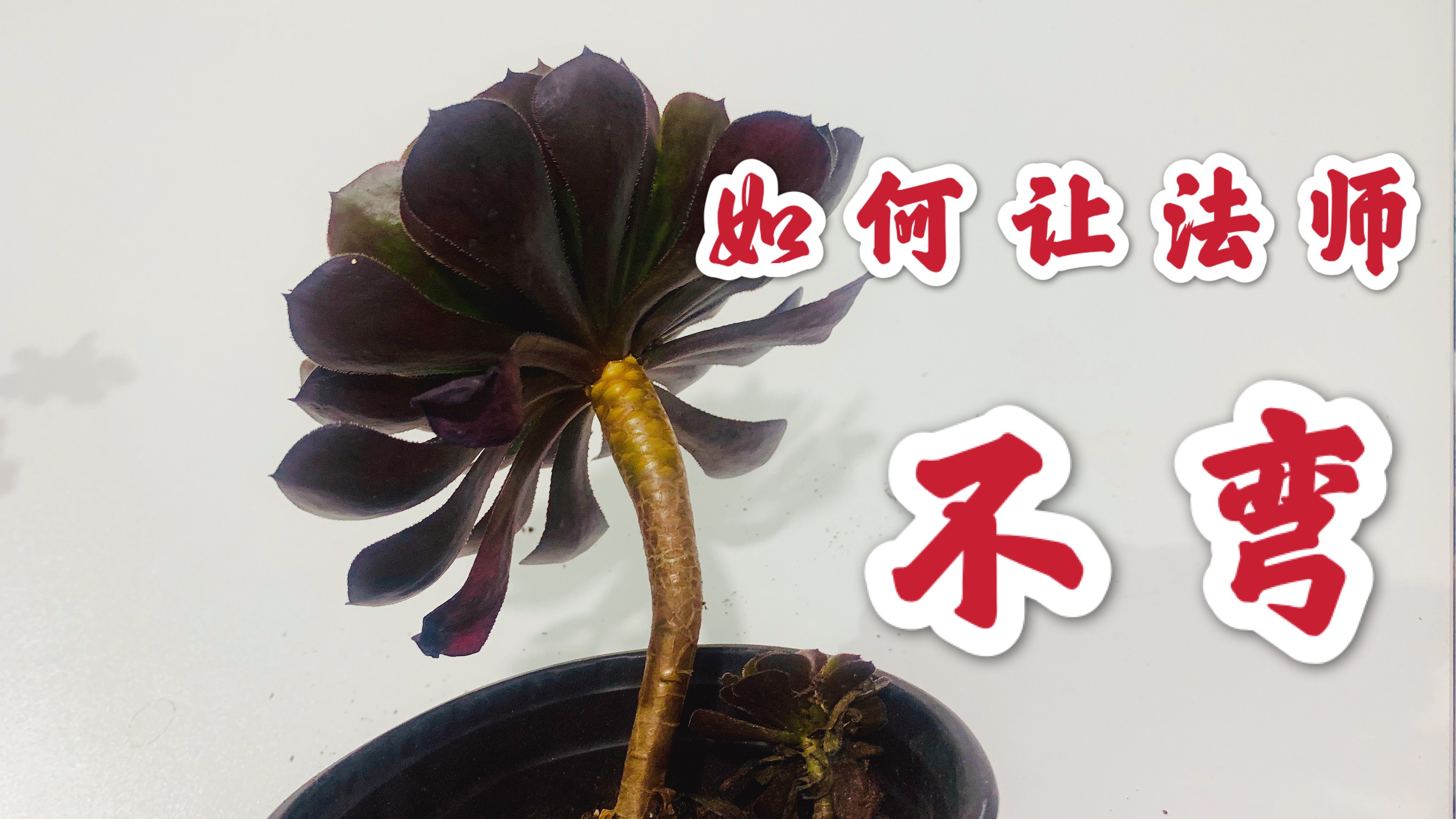 多肉法师长弯了太丑啦!一看就会的办法教给你,再也不怕法师长残