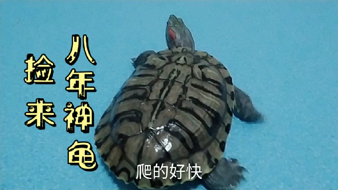 洪水中捡来的神龟,养了8年被宠上天,只吃大鱼大肉青菜不看一眼