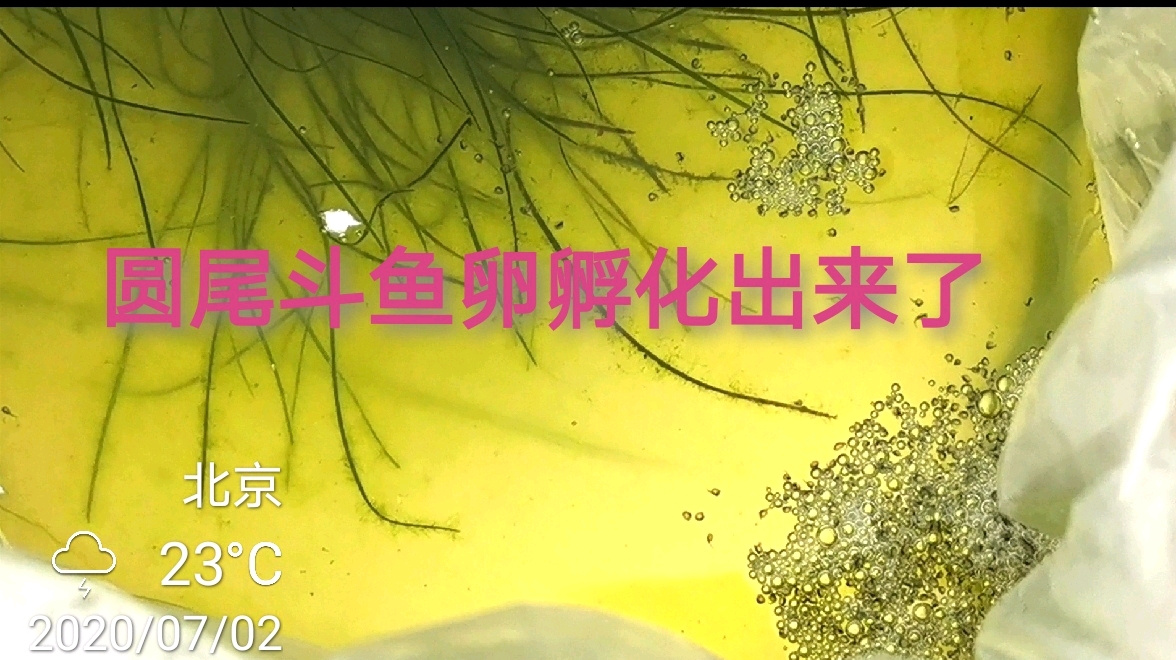 野捕圆尾斗鱼,第一天隔离吐泡泡,第二天生蛋,第三天孵化成功